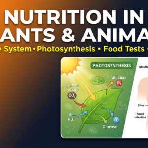 Nutrition in Plants and Animals